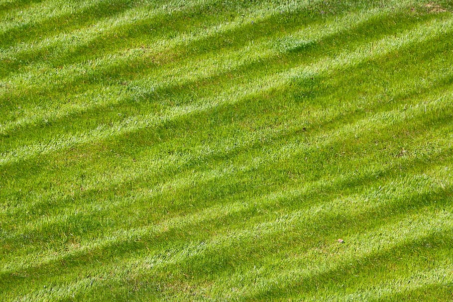 rush, green, pattern, structure, cut, green color, backgrounds HD wallpaper