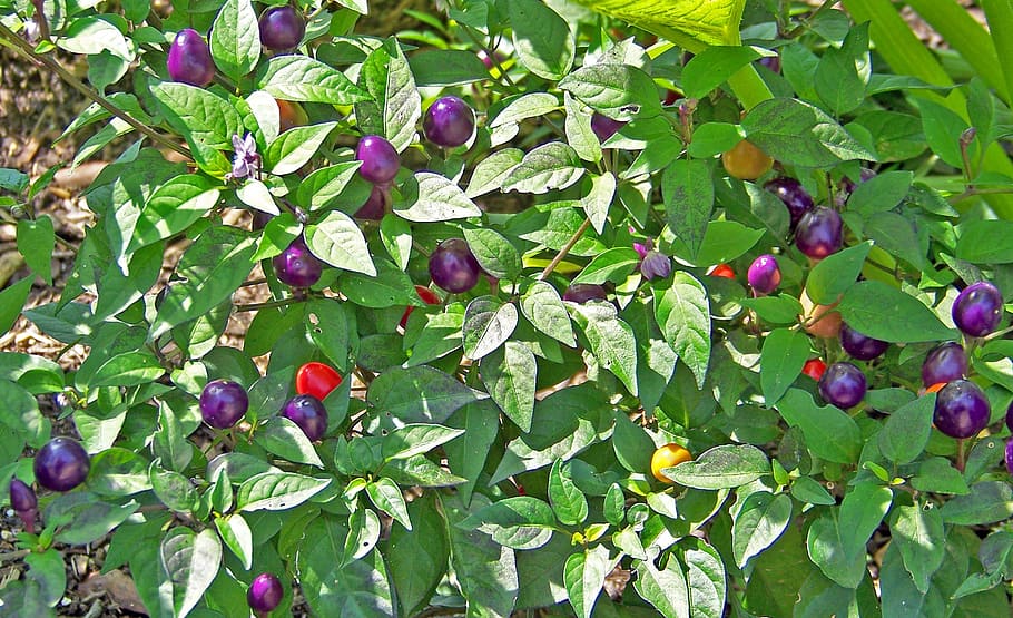Berries, Purple, Red, Leaves, Bush, natural, nature, leaf, green color HD wallpaper