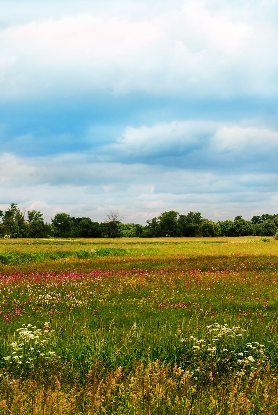 spring, yellow, landscape, summer, grass, green, clouds, sky HD wallpaper