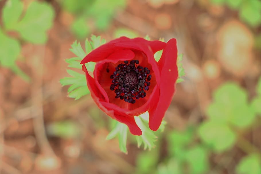 flower, red flower, macro, garden, green, fresh, flowering plant HD wallpaper