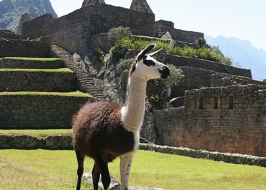 brown and white llama, peru, nature, outside, ruins, architecture