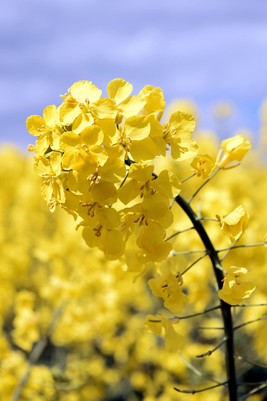 oilseed rape, blossom, bloom, yellow, spring, landscape, nature, HD wallpaper