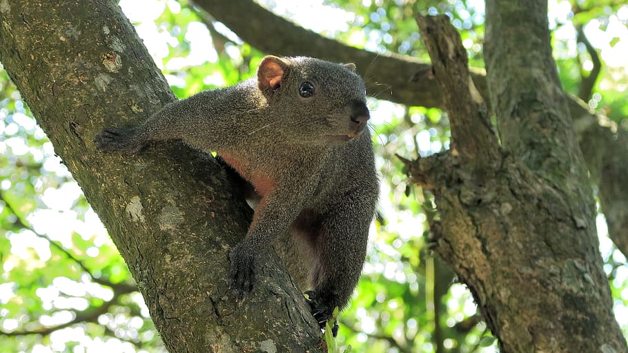 tree, red-bellied squirrel, wildlife, trunk, tree trunk, mammal HD wallpaper