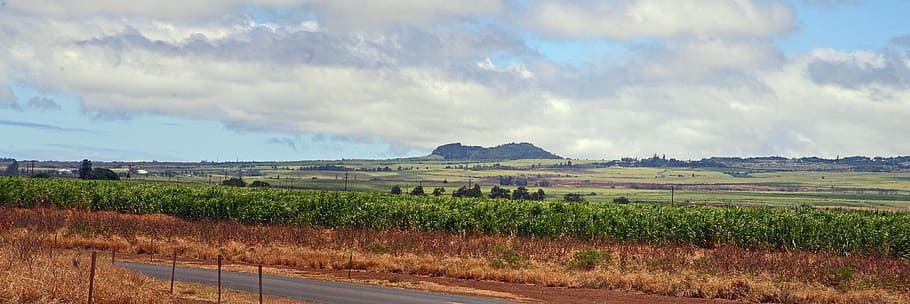 Maui, Landscape, Sugarcane, agriculture, field, nature, farm HD wallpaper