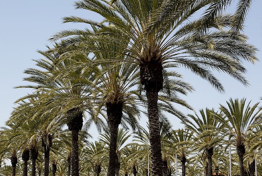 Palm, Trees, Rows, Tropical, Landscape, sun, fronds, nature HD wallpaper