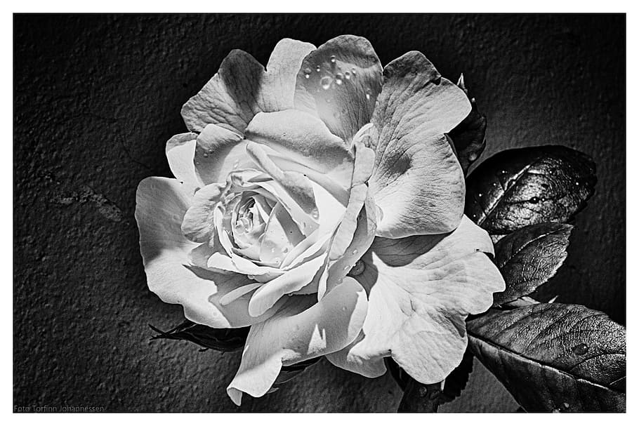ros, flower, leaf, black, white, torfinn johannessen, photo HD wallpaper