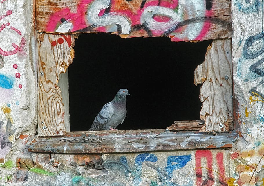 gray pigeon on brown window frame, bird, graffiti, sill, outside HD wallpaper
