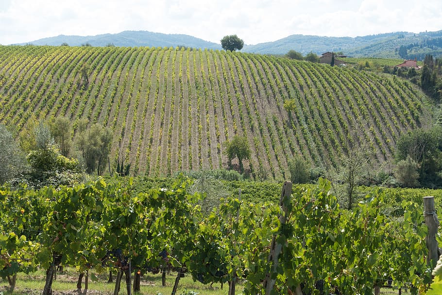 landscape photography of green leafed trees, winegrowing, vineyard HD wallpaper