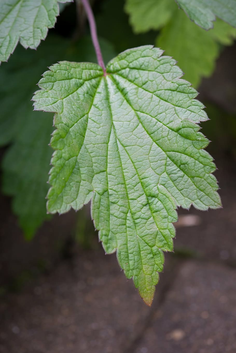 leaf, green, green leaf, leaf structure, garden, plant, autumn-leaf anemone HD wallpaper