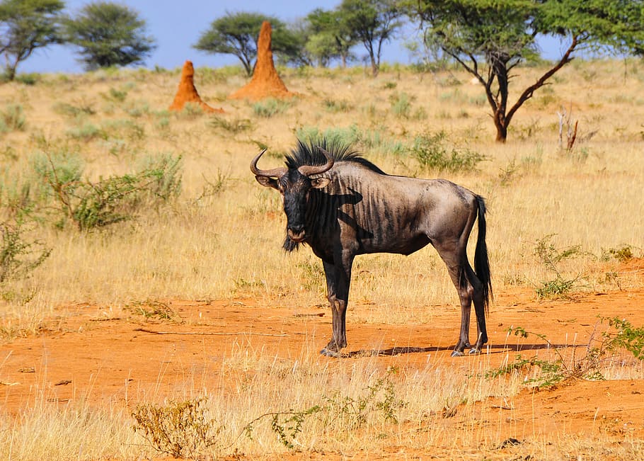 wildlife photography of wildebeest standing on field, wildebeast