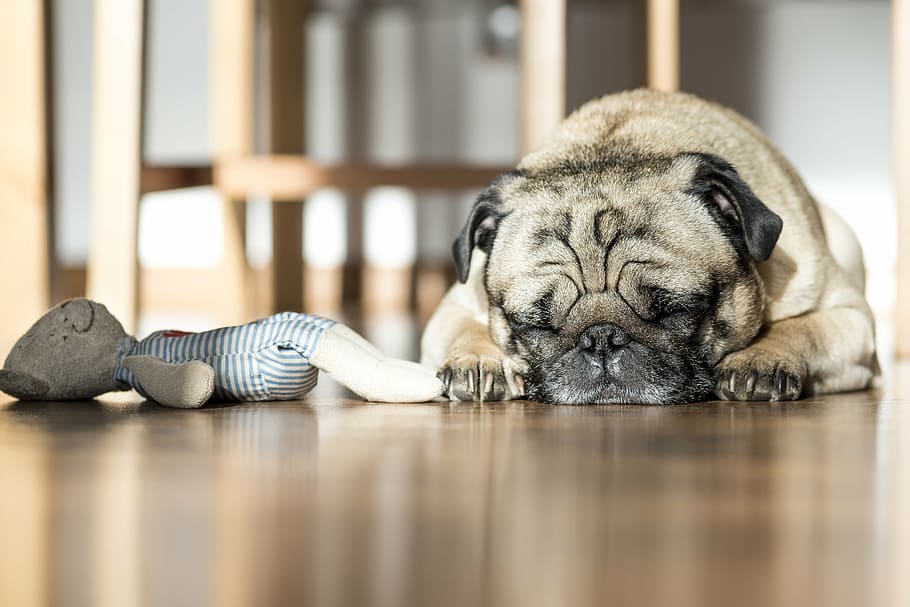 adult fawn pug sleeping on floor, dog, pet, animals, toy, pets HD wallpaper