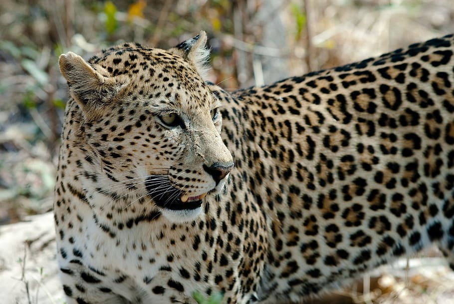 leopard in a forest during daytime, cat, savuti, botswana, big cat HD wallpaper