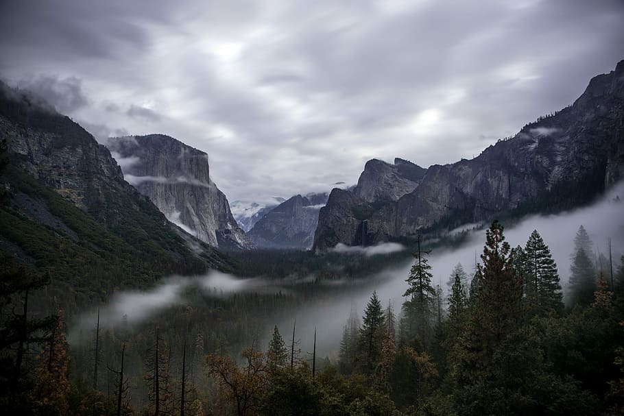trees near mountain under gray sky during daytime, fog in forest HD wallpaper