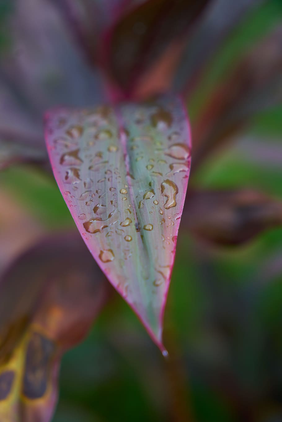 leaves, rain, drop, macro, close, plant, nature, water, summer HD wallpaper