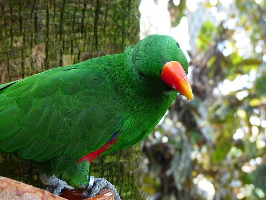 Eclectus Parrot, bill, red orange, bird, eclectus roratus, colorful HD wallpaper