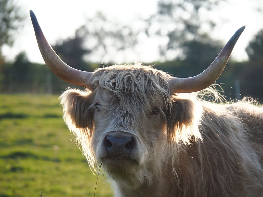 macro photography of brown yak, beef, cow, highland beef, pasture HD wallpaper