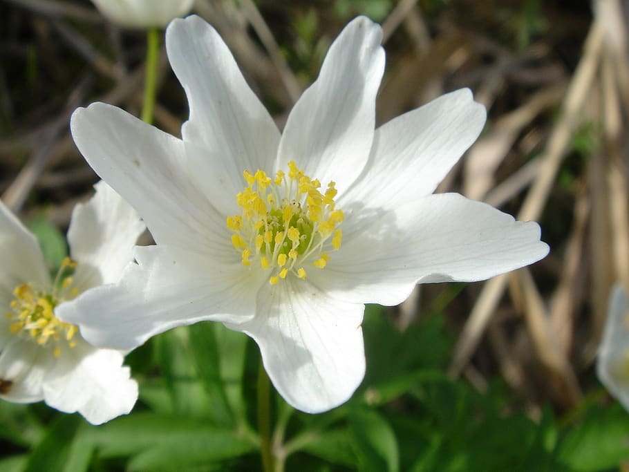 anemone, flower, bloom, white, blossom, spring, green, floral HD wallpaper