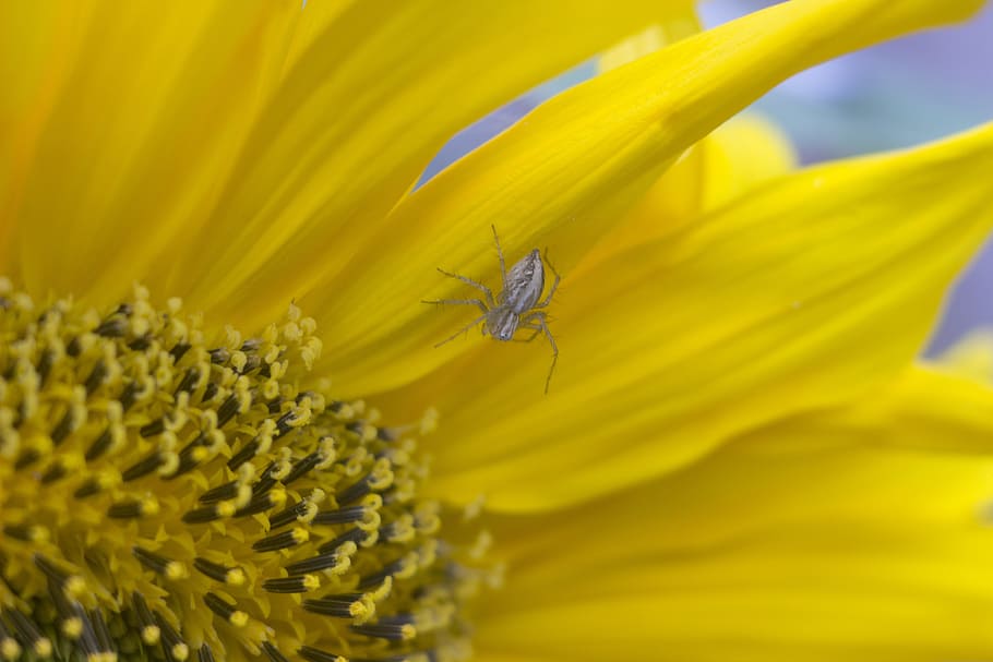 spider, flower, plant, insect, garden, sunflower, closeup, flowers HD wallpaper