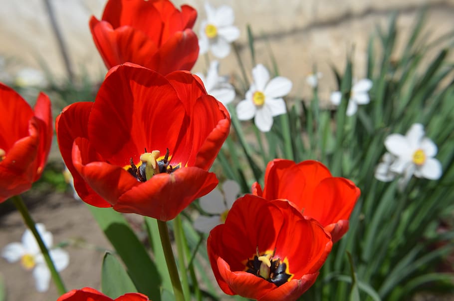 Tulip, Spring, Flower, Plants, red, nature, floral, decoration HD wallpaper