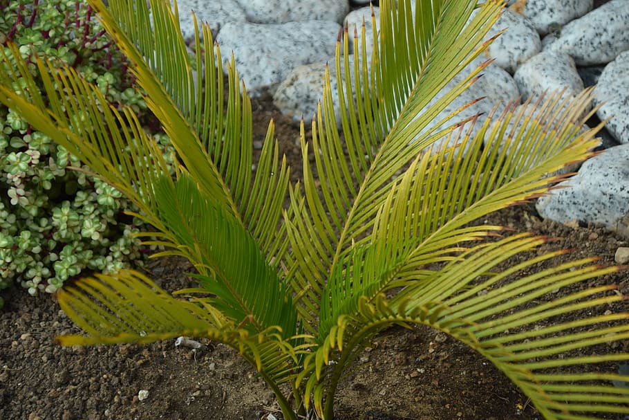 palm, garden, vacations, plant, growth, leaf, plant part, green color HD wallpaper