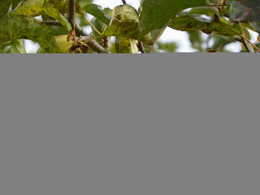 apples, fruit, ripe, freshness, yellow, plant, leaf, plant part HD wallpaper