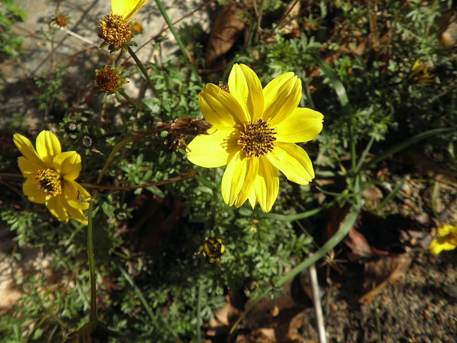 flower, yellow, small, plant, garden, autumn, flowering plant HD wallpaper