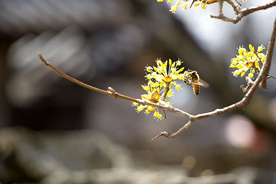 bee on flower in shallow photo, cornus, landscape, nature, spring HD wallpaper