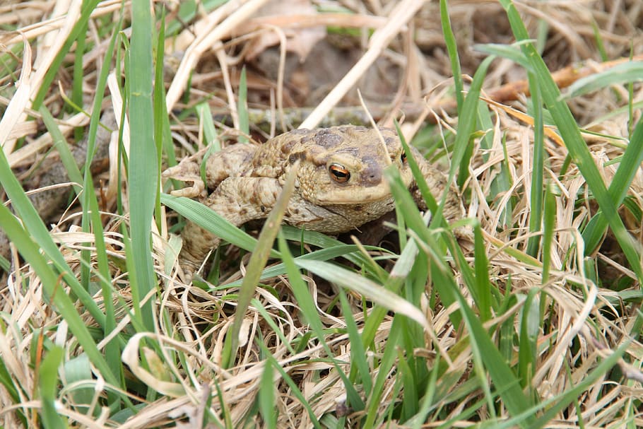toad, grass, amphibians, common toad, pond, toad migration HD wallpaper