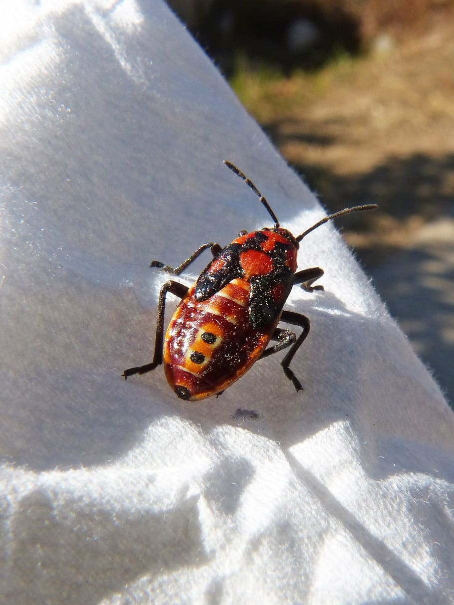 beetle, coleoptera, orange, insect, no people, close-up, animals in the wild HD wallpaper
