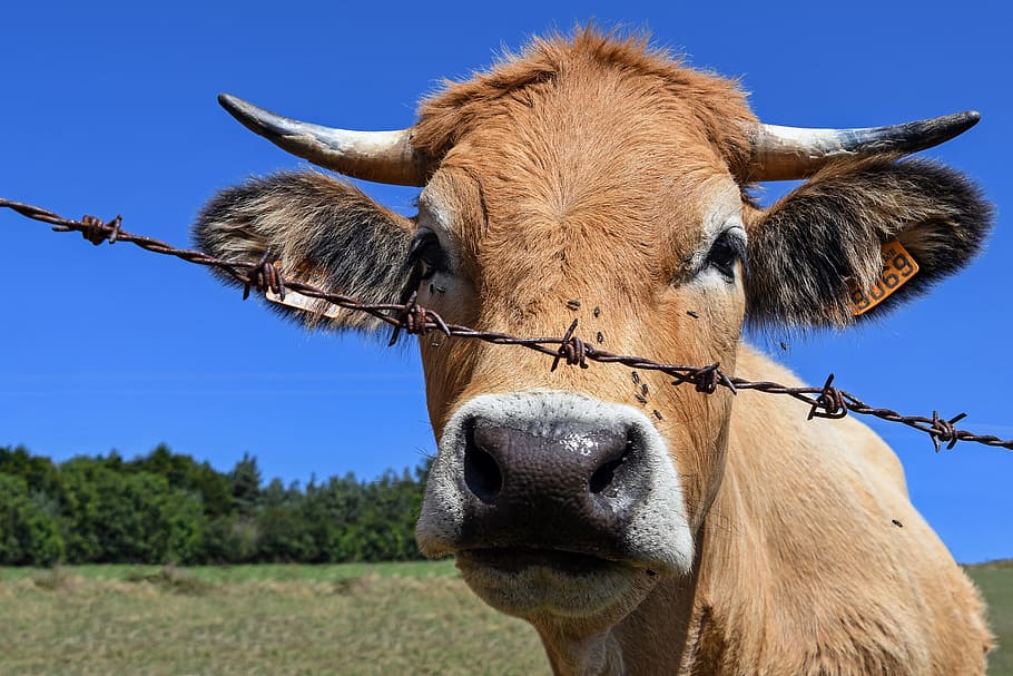 brown cattle, cow, barbed, head, rousse, livestock, mammal HD wallpaper