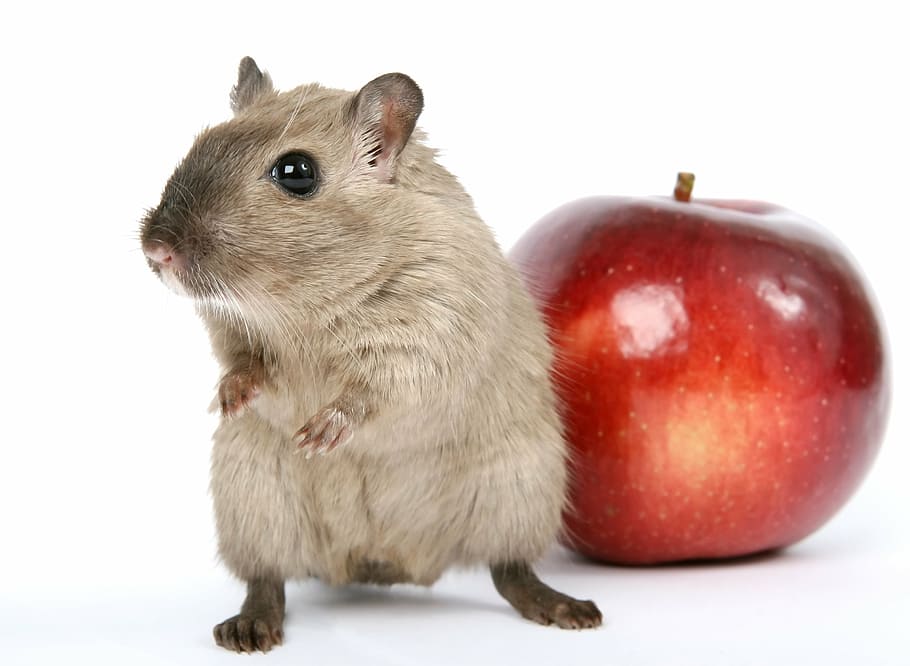 hamster beside red apple fruit, animal, breakfast, close, colorful