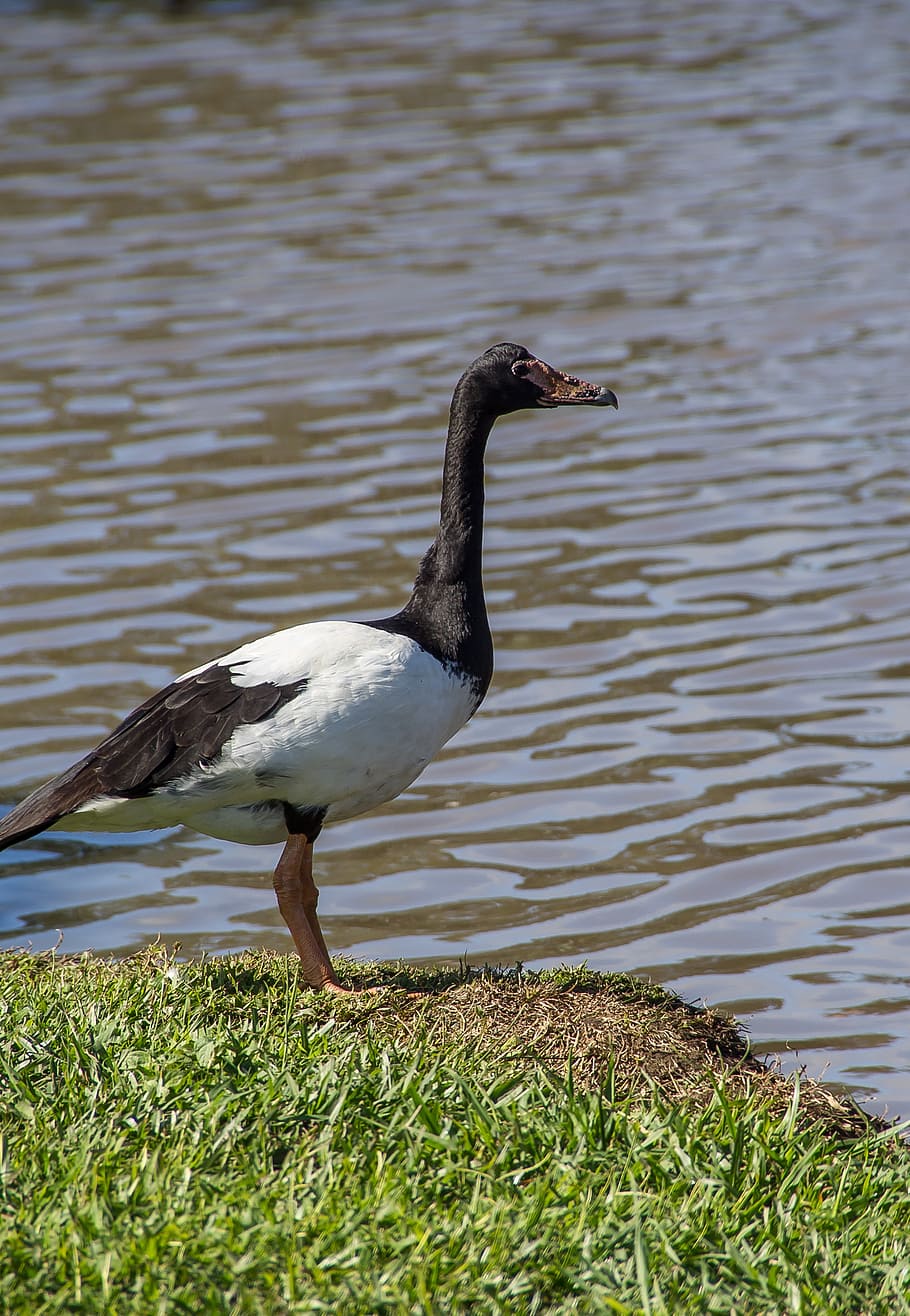 magpie goose, bird, waterbird, black, white, lake, grass, wild HD wallpaper
