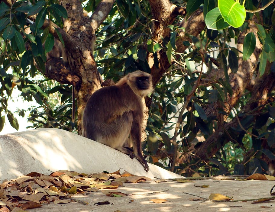 hanuman langur, monkey, jamun tree, syzigium cumini, blackberry tree, HD wallpaper