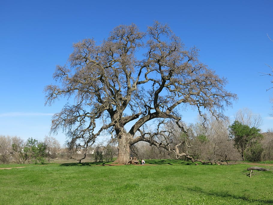 oak, tree, nature, green, landscape, trunk, grass, sky, strong, HD wallpaper