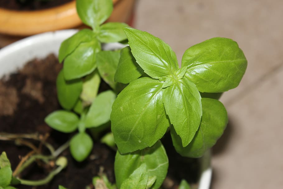 Plant, Basil, Leaf, Flowerpot, green, fresh, green color, close-up HD wallpaper