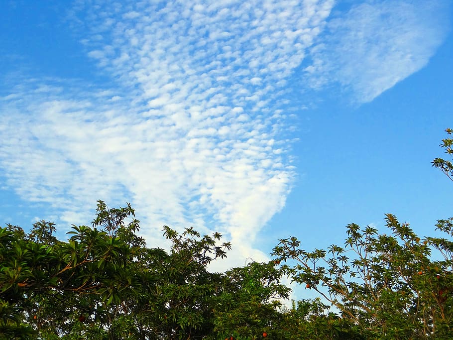 fruit garden, chikoo, chikoo trees, clouds, altocumulus, india HD wallpaper