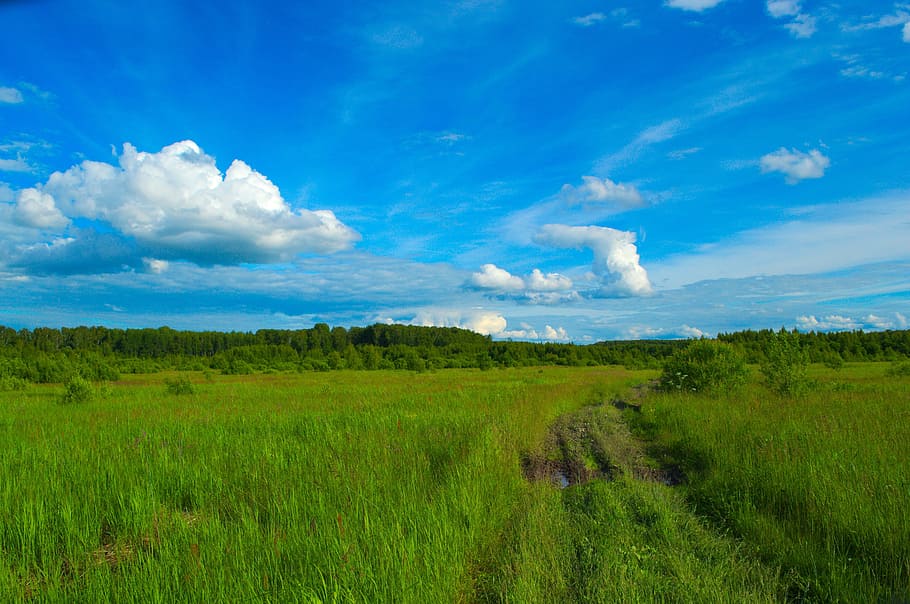 field, meadow, green, grass, road, forest, sky, clouds, summer HD wallpaper