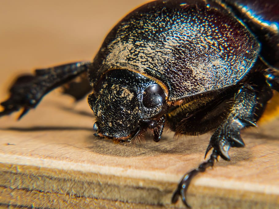 Beetle, Insect, Tropical, tropical beetles, black, public record HD wallpaper