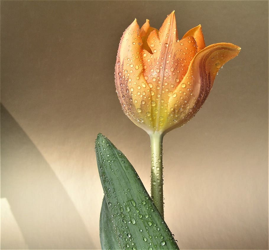 flower, nature, flora, leaf, tulip, petal, freshness, plant HD wallpaper
