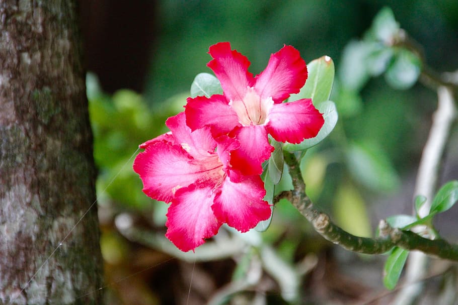 flower, blossom, bloom, spring, plant, blossomed, colorful HD wallpaper