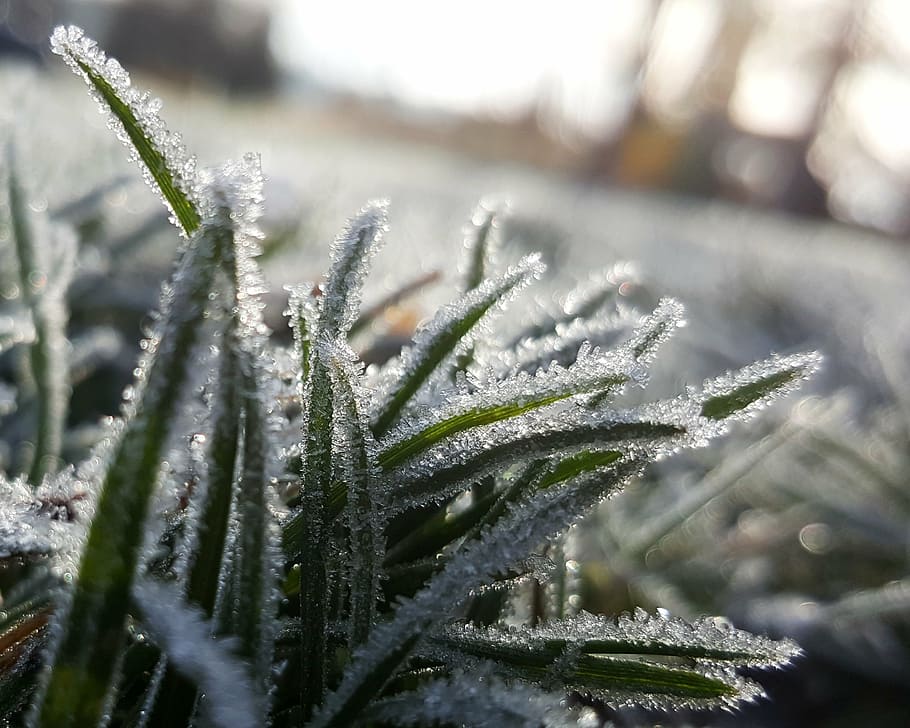 frost, grass, macro, cold, morning, ice, outdoor, ze, cold temperature HD wallpaper