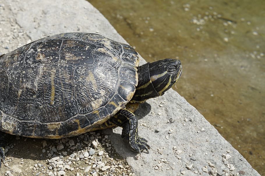 turtle, head, drawing, animal, portrait, close, animal portrait HD wallpaper