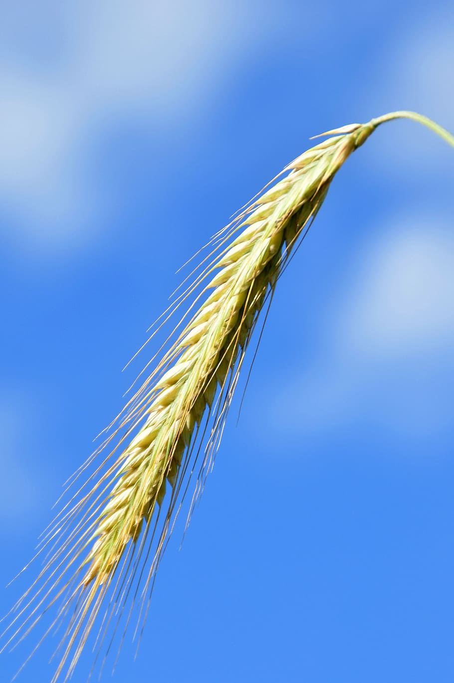 Ear, Halm, Cereals, Grain, Wheat, summer, nature, agriculture HD wallpaper