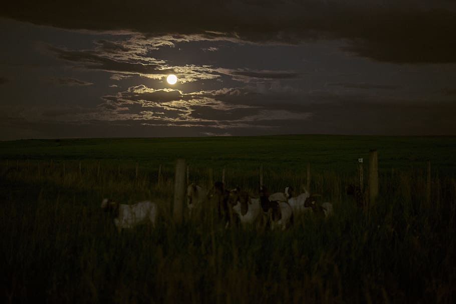 dark, night, clouds, sky, moon, green, grass, field, farm, goat HD wallpaper