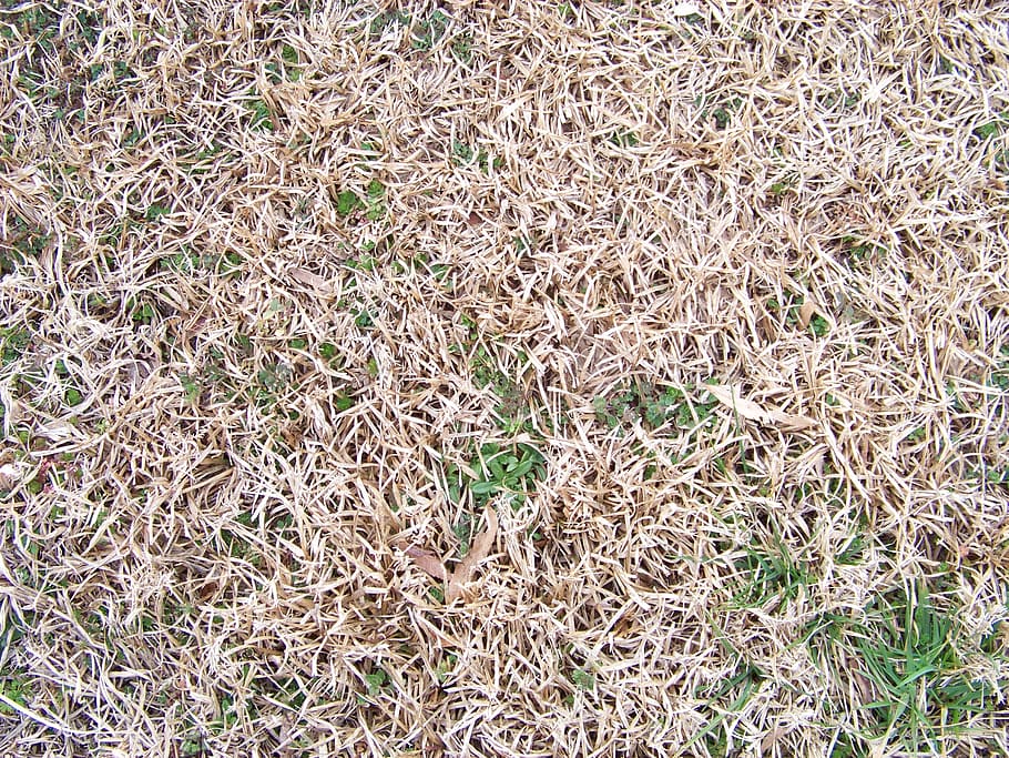 grass, brown, field, dried, natural, texture, nature, full frame HD wallpaper
