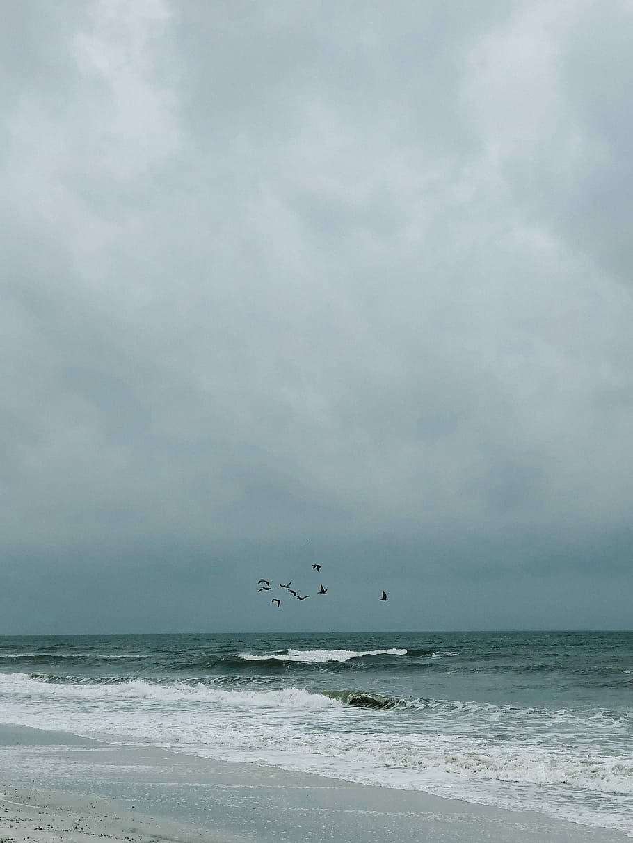 bird flying over sea at daytime, flock of birds flying above seashore during daytime HD wallpaper
