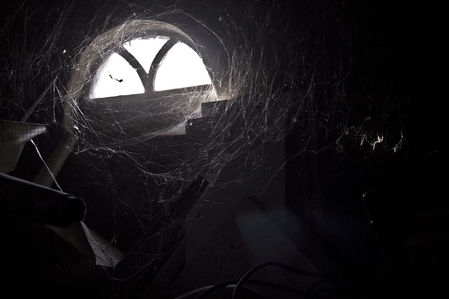 white spiderweb beside gray concrete wall, spider webs, light HD wallpaper