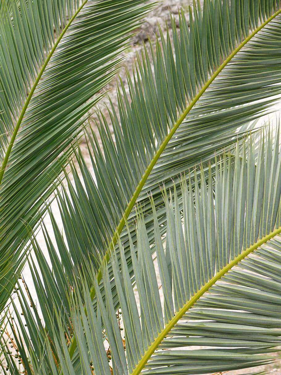palm, green, tree, palms, sheet, leaf, palm leaf, palm tree HD wallpaper
