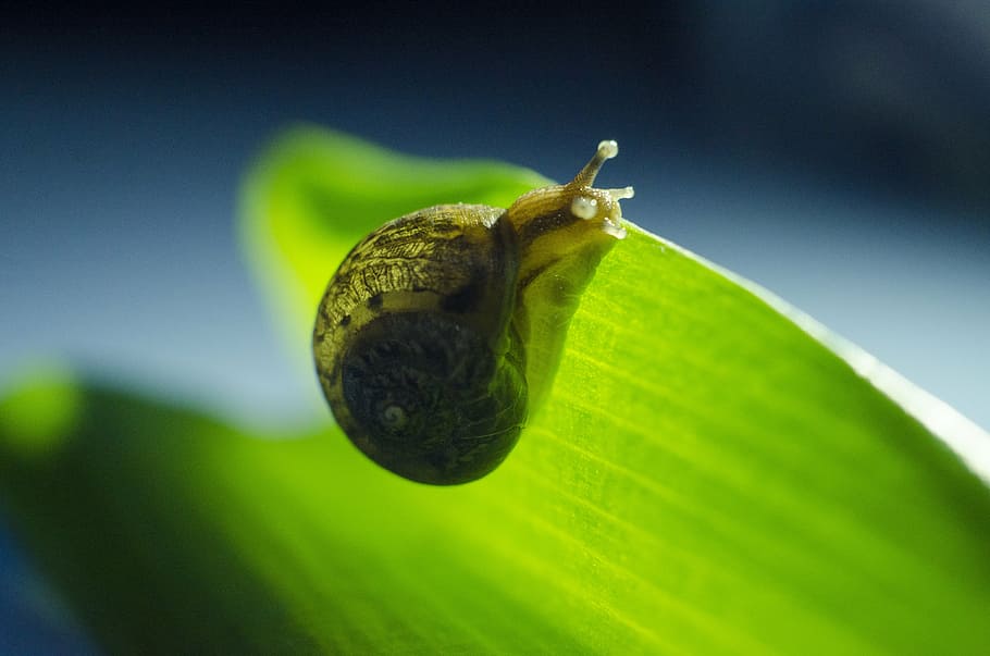 snails, green, natural, plant part, leaf, animal wildlife, invertebrate HD wallpaper