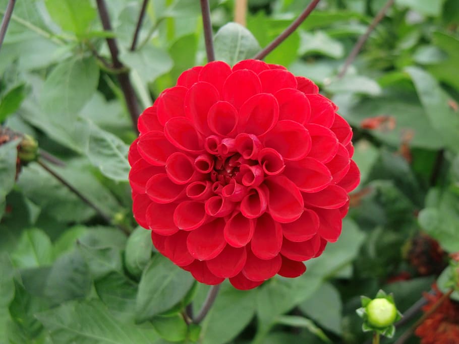 flower, dalia, red, beauty in nature, plant, close-up, flowering plant HD wallpaper